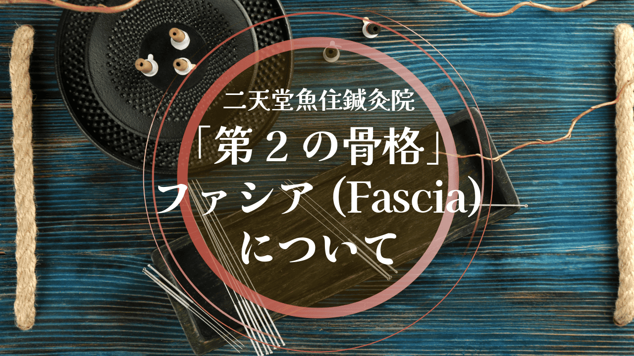 「第2の骨格」ファシア(Fascia)について